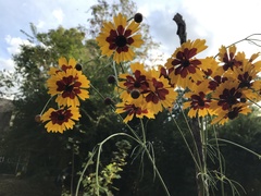 Coreopsis tinctoria
