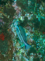 Canthigaster callisterna