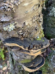 Phellinus lundellii