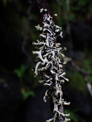 Hypotrachyna sinuosa