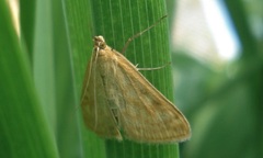 Sitochroa verticalis