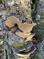 Phellinus lundellii