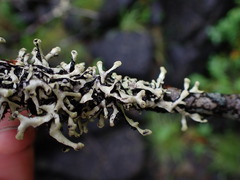 Hypotrachyna sinuosa