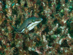 Canthigaster callisterna