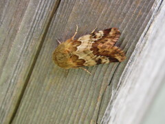 Schinia septentrionalis