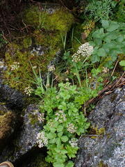 Ligusticum scothicum