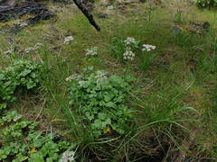 Ligusticum scothicum