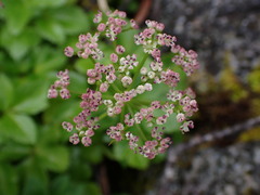Ligusticum scothicum