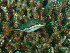 Canthigaster callisterna