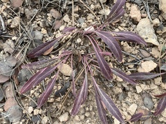 Eriogonum alatum