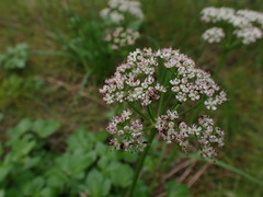 Ligusticum scothicum