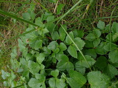 Ligusticum scothicum
