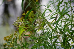 Mikania scandens