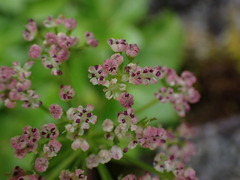 Ligusticum scothicum