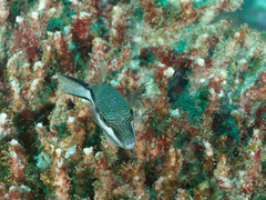 Canthigaster callisterna