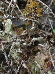 Pseudocyphellaria hawaiiensis