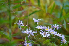 Symphyotrichum