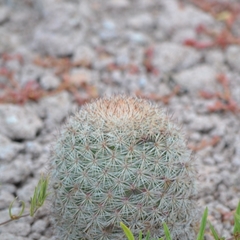 Mammillaria grusonii