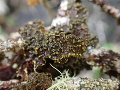 Pseudocyphellaria hawaiiensis