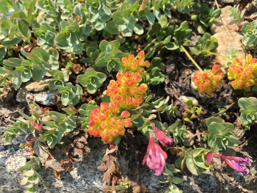 Eriogonum umbellatum var. porteri