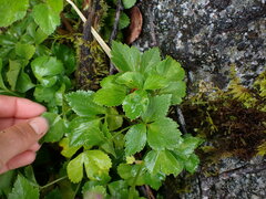 Ligusticum scothicum
