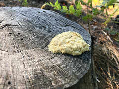 Hericium