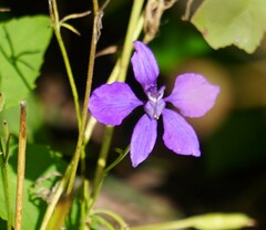 Delphinium ajacis
