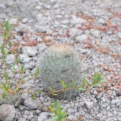 Mammillaria grusonii