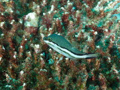 Canthigaster callisterna