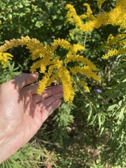 Atlides halesus