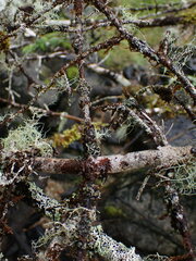 Erioderma sorediatum