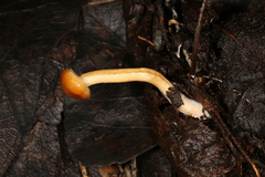 Limacella