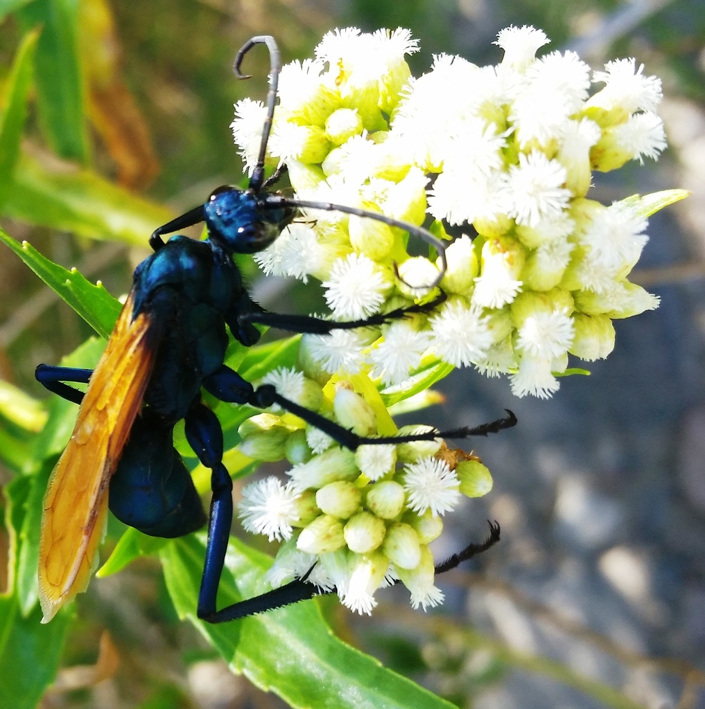Pepsis pallidolimbata