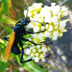 Pepsis pallidolimbata