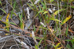 Persicaria hydropiperoides