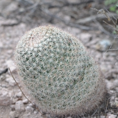 Mammillaria grusonii