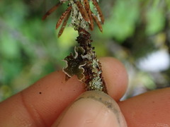 Erioderma sorediatum