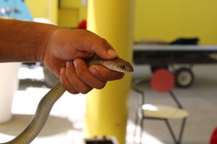 Masticophis mentovarius