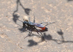Sphecidae