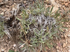 Stenotus armerioides