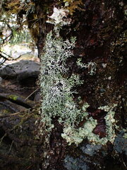 Hypogymnia duplicata