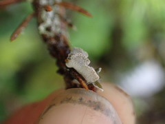 Erioderma sorediatum