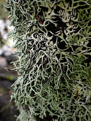 Hypogymnia duplicata