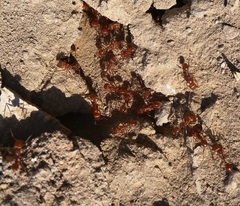 Pogonomyrmex californicus