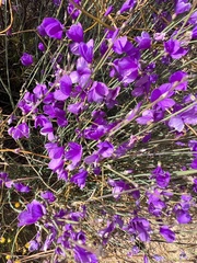 Heliophila juncea