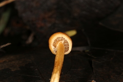 Limacella