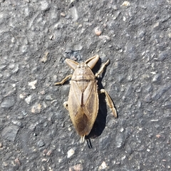 Lethocerus americanus