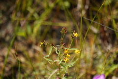 Hypericum canadense
