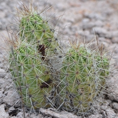 Echinocereus enneacanthus enneacanthus
