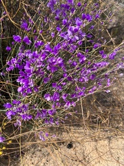 Heliophila juncea